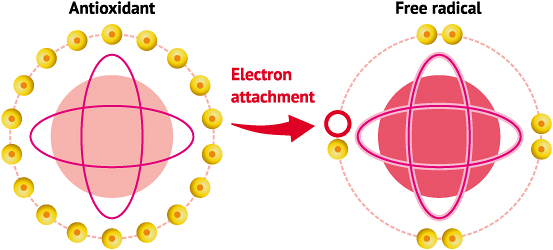 Mechanism of neutralization of free