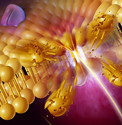 Injury of cell membrane by free radicals