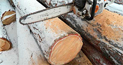 Raw materials for Taxifolin production Raw materials for Taxifolin production