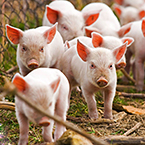 Taxifolin in animal husbandry Taxifolin in animal husbandry