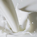 Taxifolin in milk Taxifolin in milk